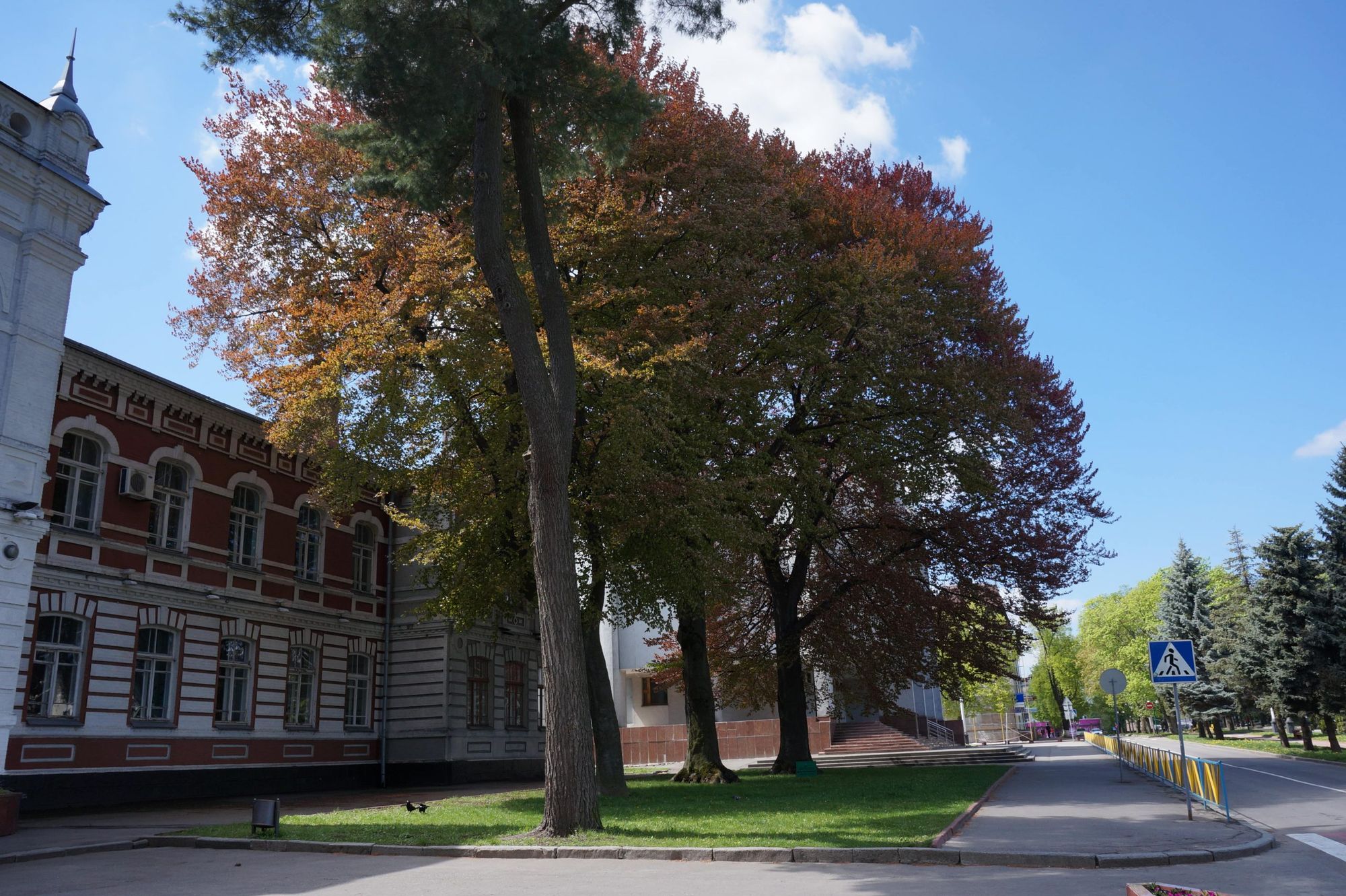 Century-old red beeches